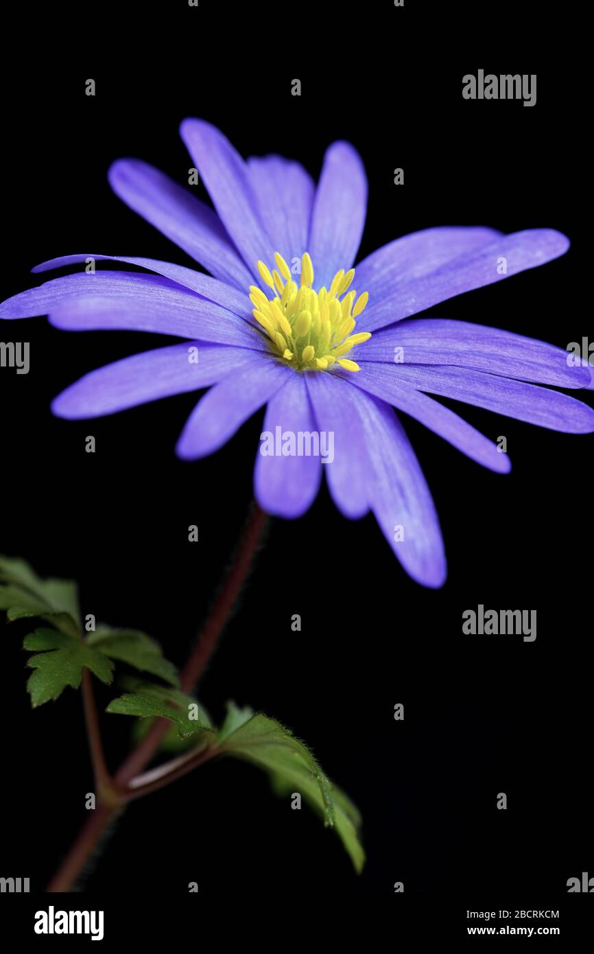 Purple blue flower on black background. Anemone blanda, winter windflower, in high resolution closeup macro photography. Stock Photo