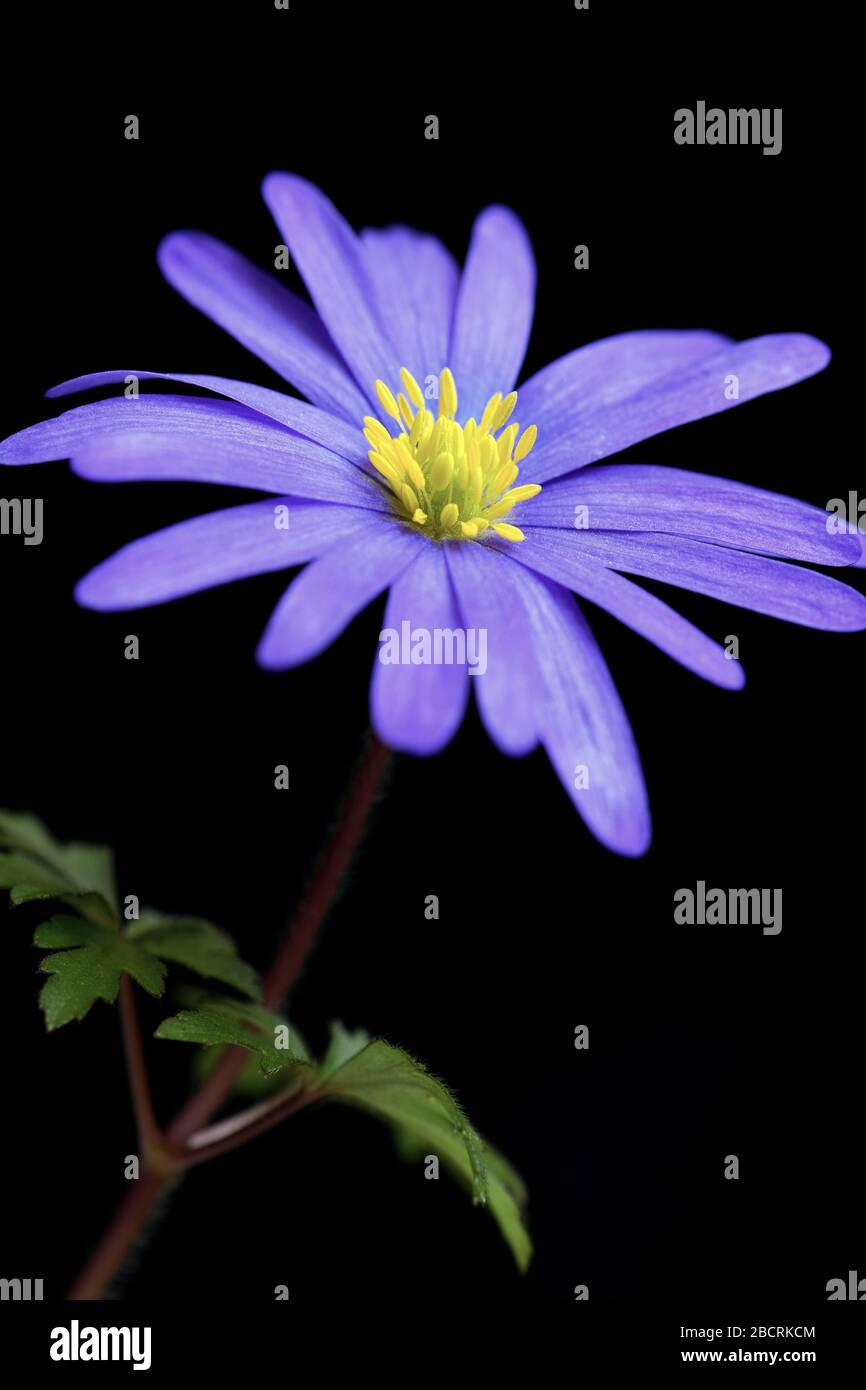 Black and purple flower hi-res stock photography and images - Alamy