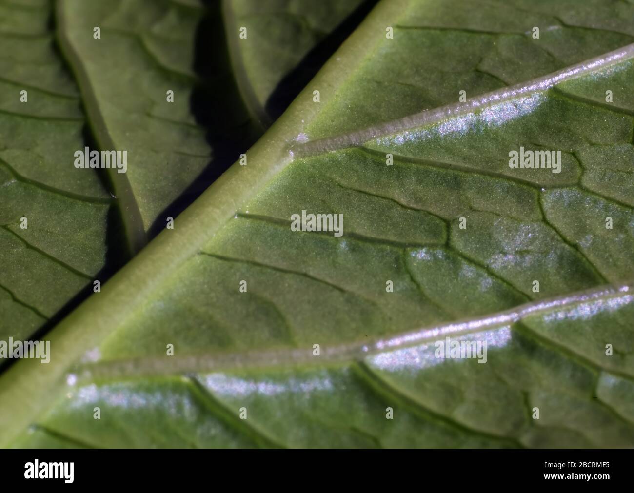 structure of a cabbage leaf at macro level Stock Photo