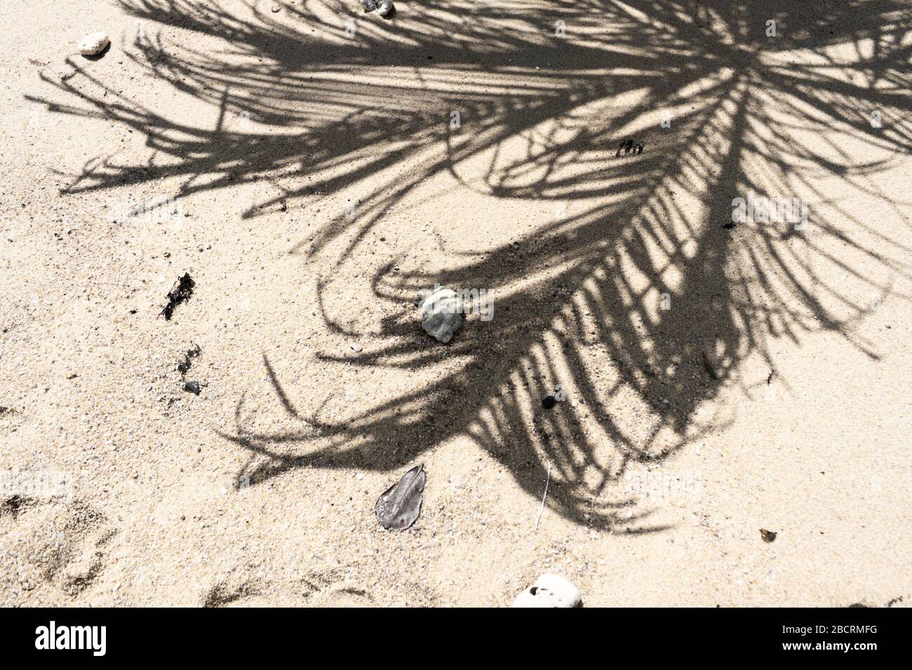 The shadow of a palm tree on a sandy beach. Vacation concept by the sea ...