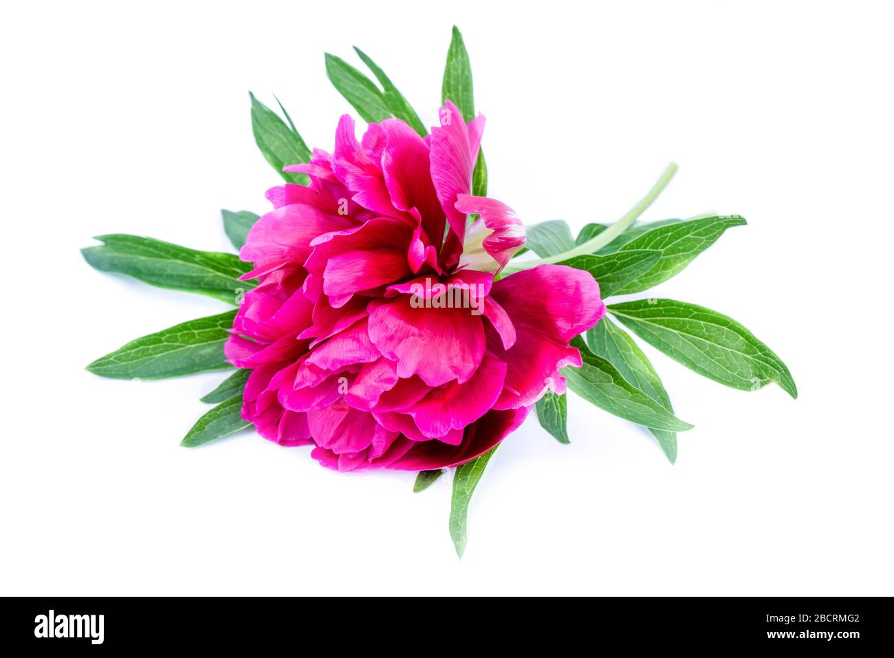Pink peony isolated on white background Stock Photo