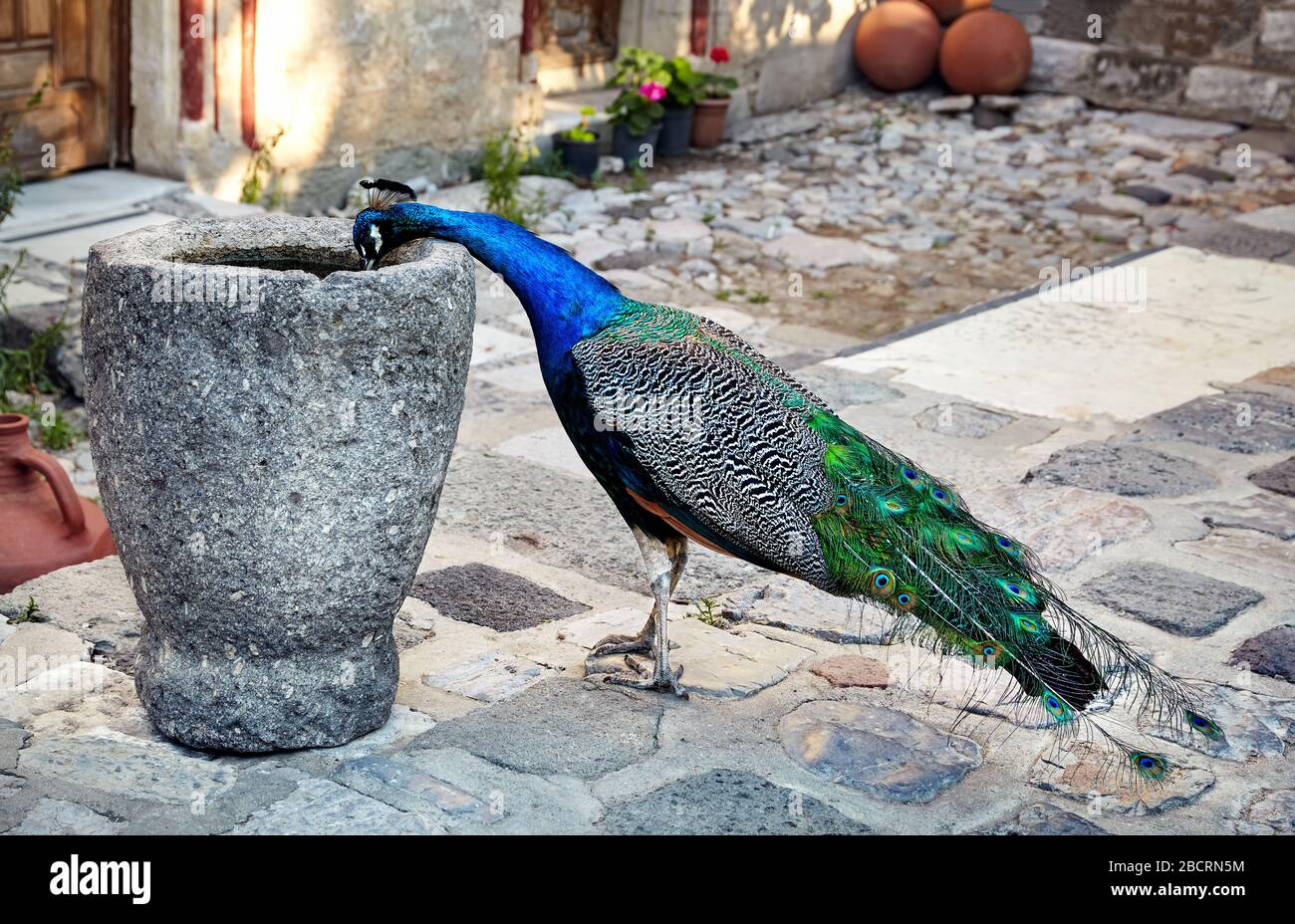 Peacock drinking water from ancient vase at the Bodrum Castle, Turkey Stock Photo