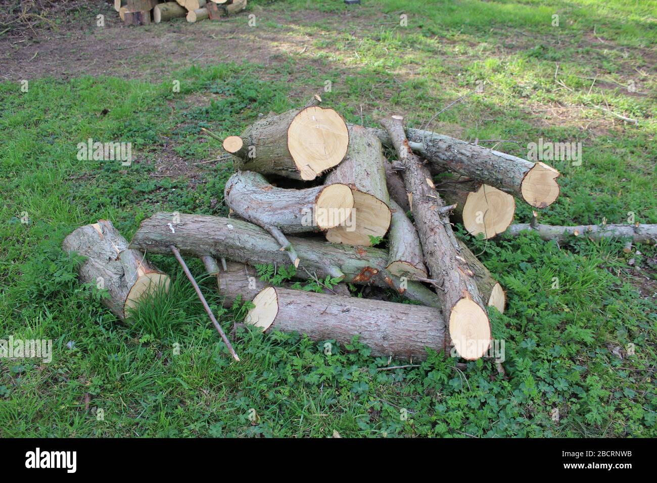 Pile of firewood chopped by hand with an axe Stock Photo