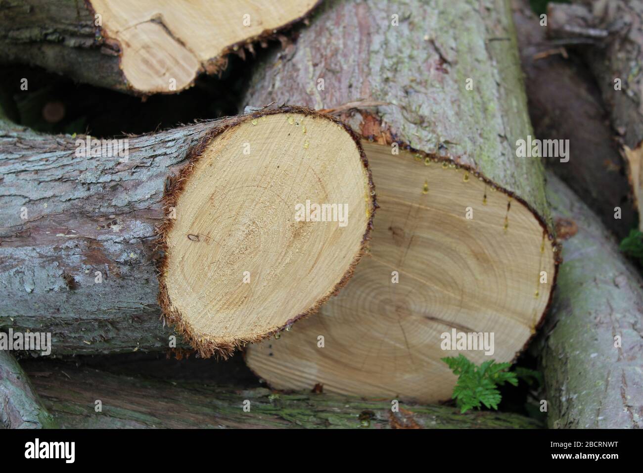 Pile of firewood chopped with a chainsaw Stock Photo