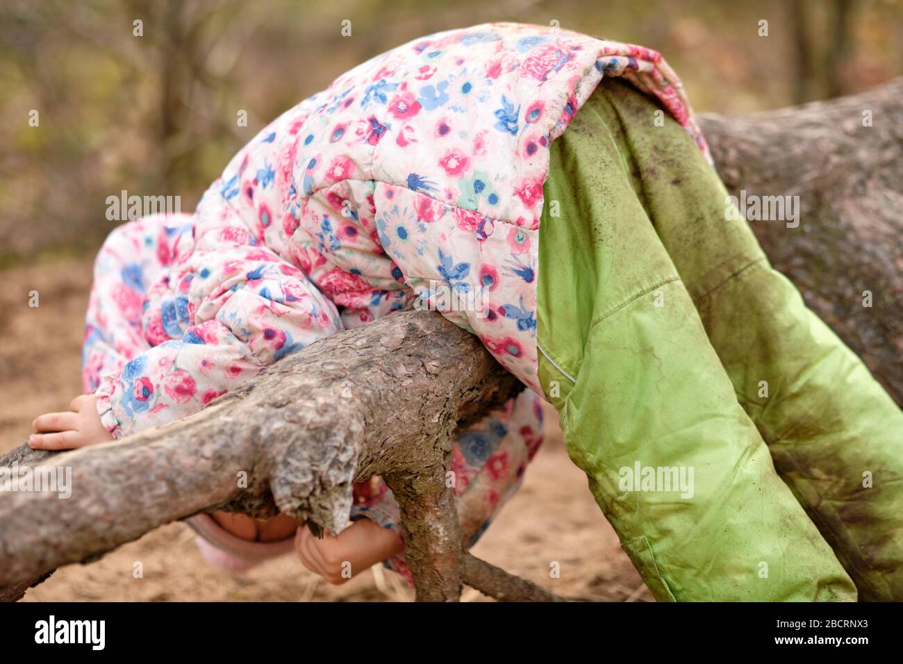 4 year old caucasian child girl in warm clothing hanging over a big exposed root of a pine tree in the forest at the beginning of spring in March in G Stock Photo