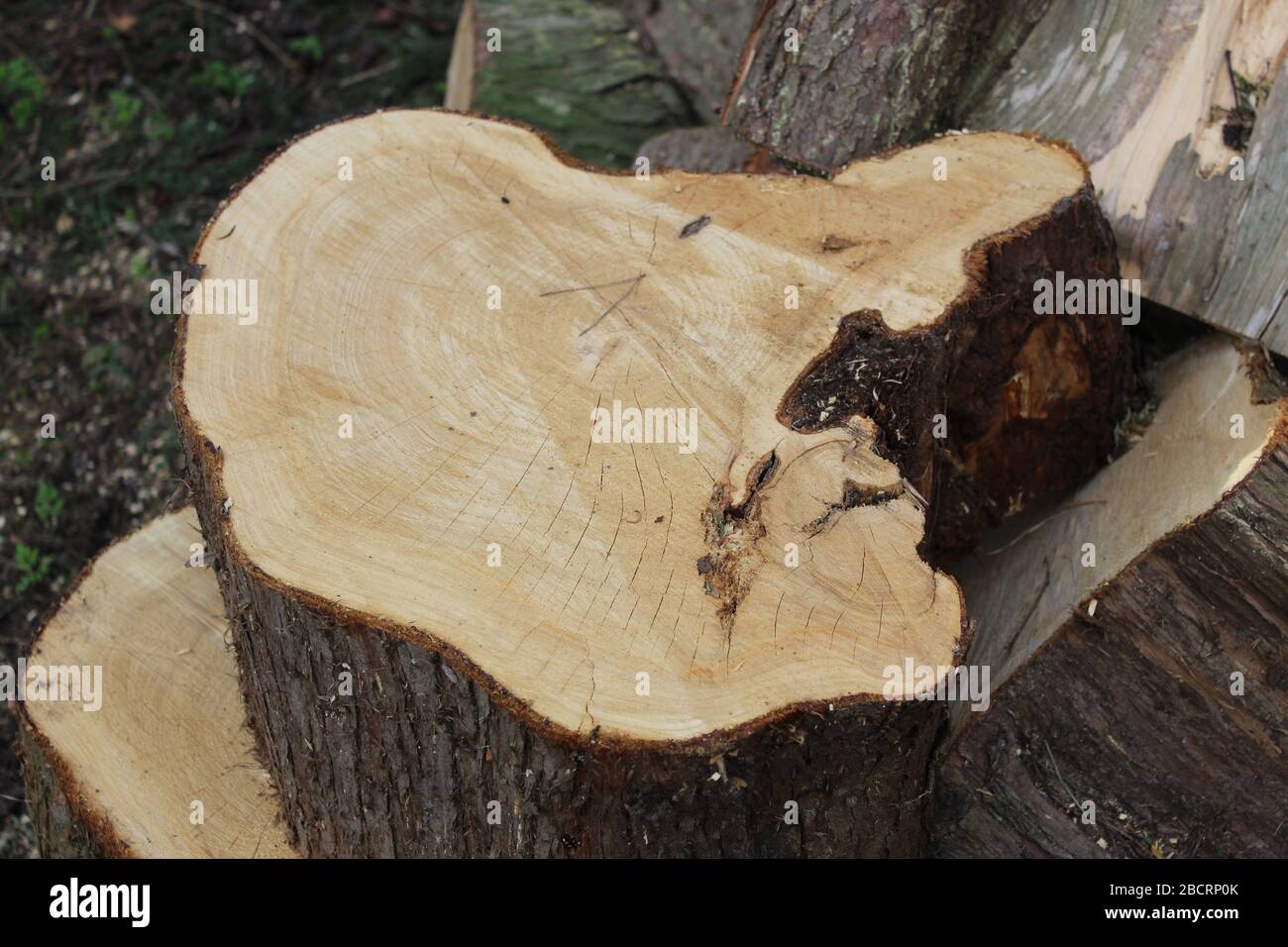Pile of firewood chopped with chainsaws Stock Photo