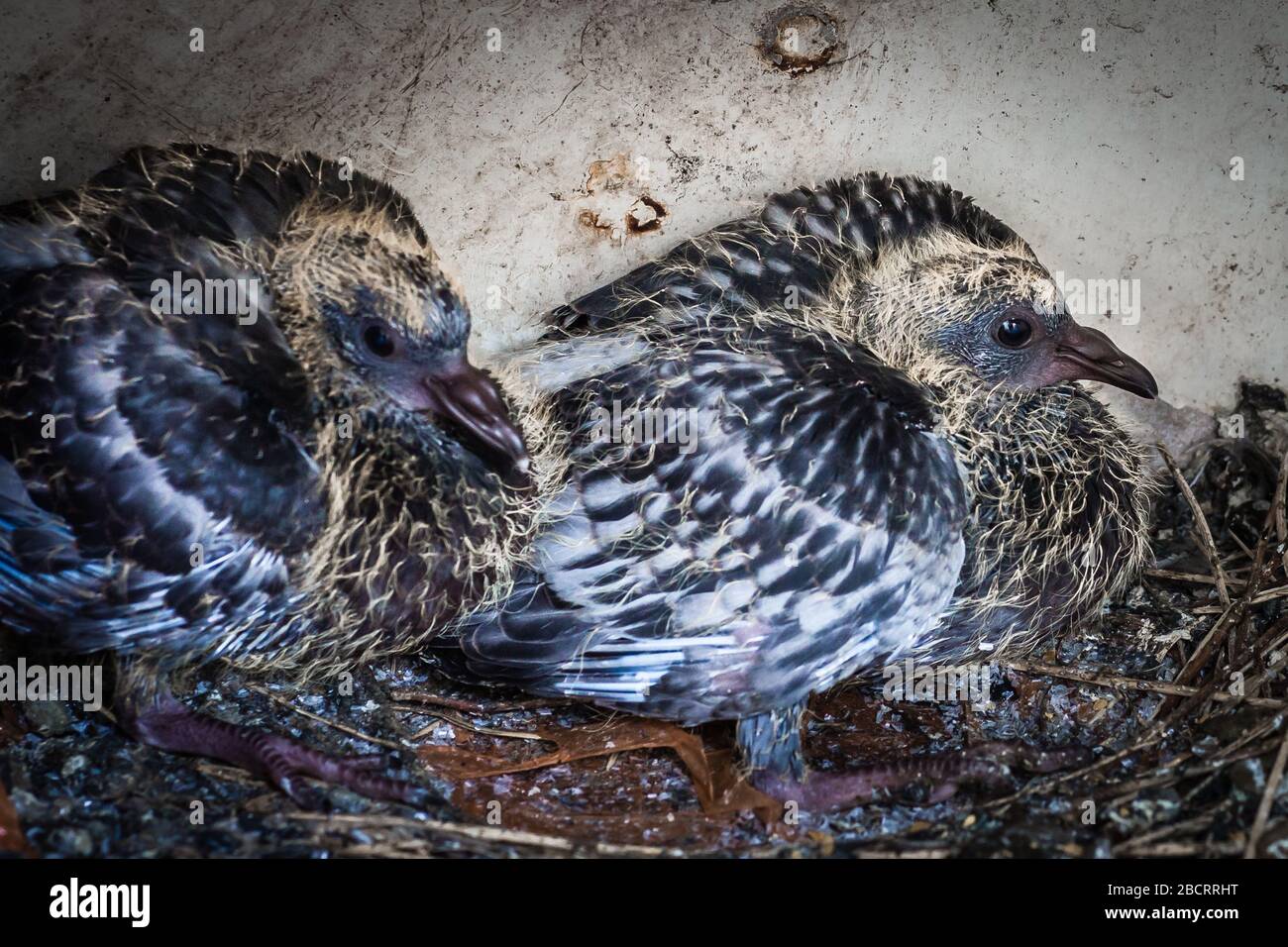 Baby Pigeon High Resolution Stock Photography And Images Alamy Baby Pigeon High Resolution Stock Photography And Images Alamy