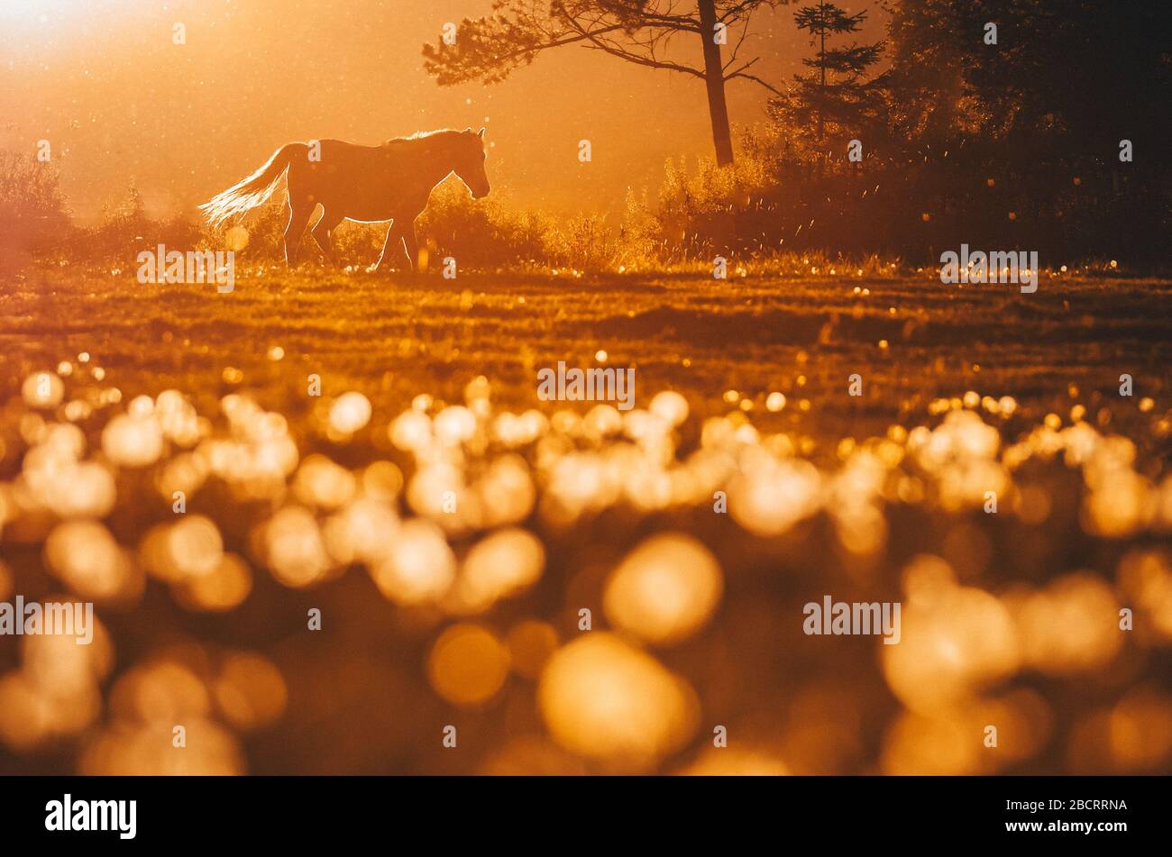 Horse in colorful orange meadow, beautiful spring sunset light Stock Photo