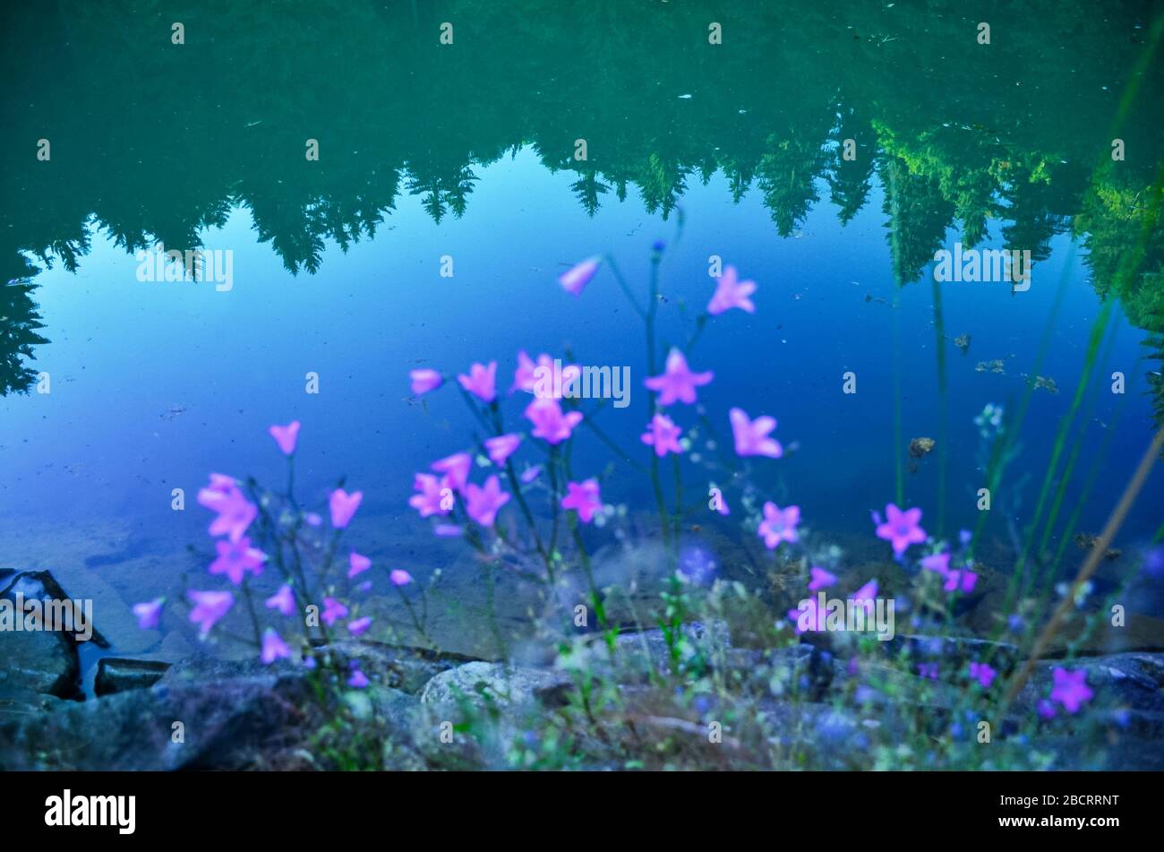 Campanula lila flowers near by lake in mountains. nature photo with copy space Stock Photo