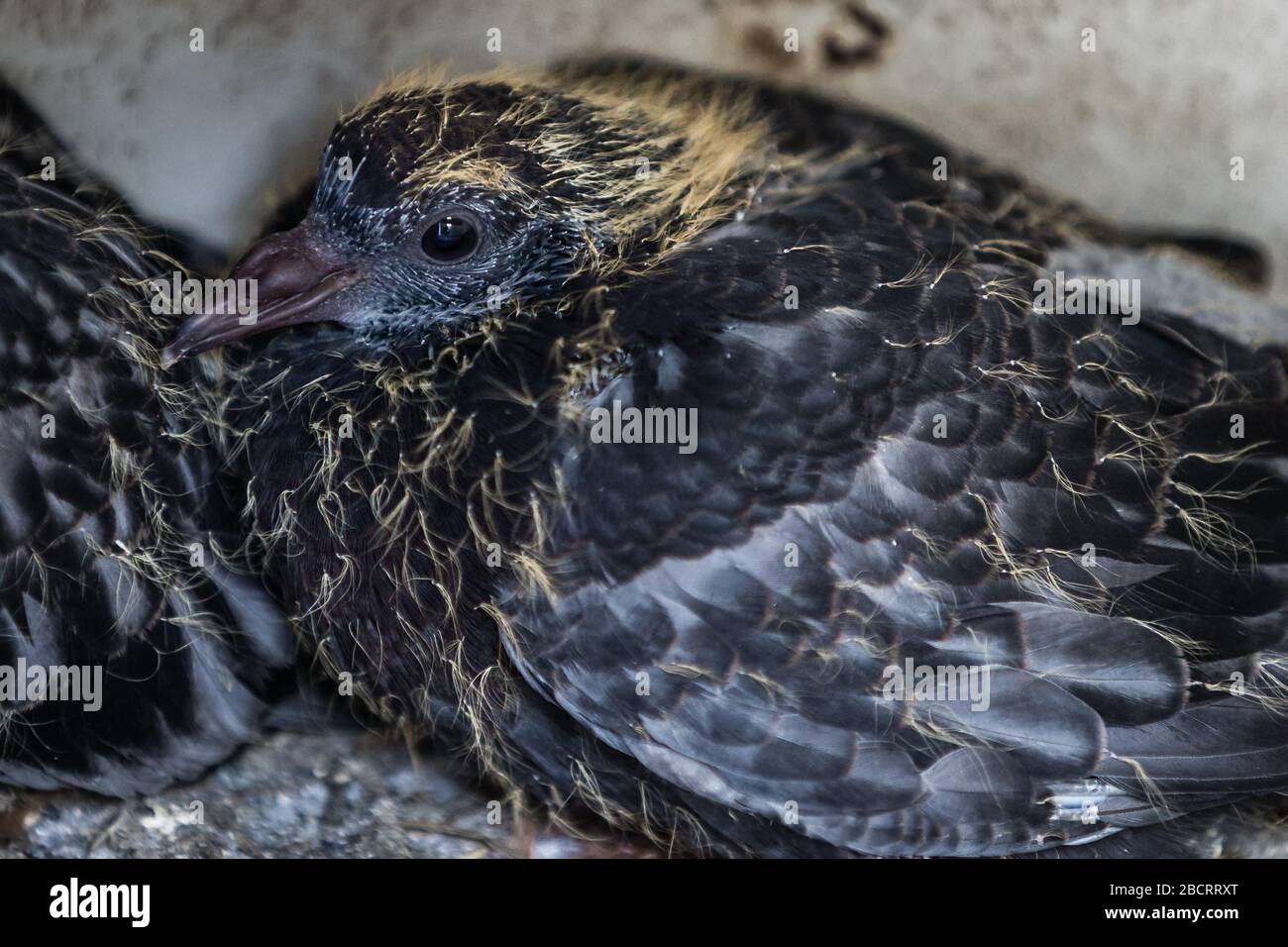 Baby Pigeon High Resolution Stock Photography And Images Alamy Baby Pigeon High Resolution Stock Photography And Images Alamy