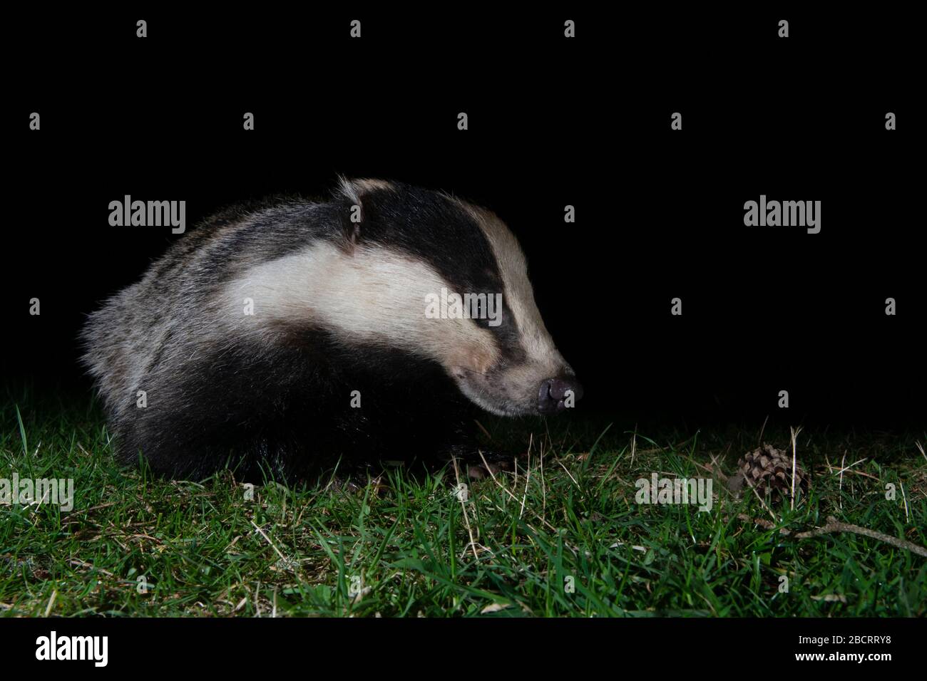 A Eurasian Badger (Meles meles) feeding at night in garden, Ross-shire, Scotland Stock Photo