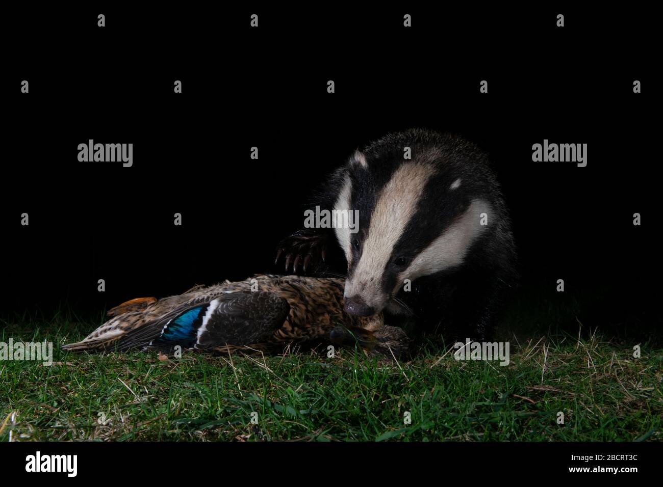 A badger scavenging a dead duck found at night, Kildary, Ross-shire,Scotland Stock Photo