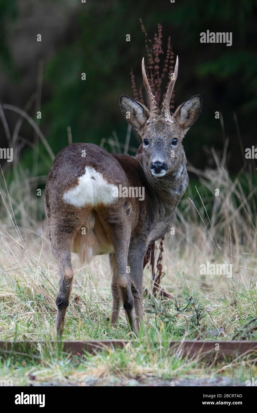 Male roe deer hi-res stock photography and images - Alamy
