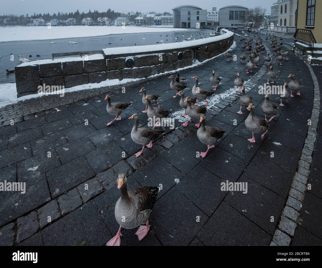 Reykjavik, Iceland. 5th Apr, 2020. Geese roam an empty walkway by a pond in Reykjavik City Centre, normally a hotspot for tourists but today deserted with the COVID19 pandemic decimating the country's normally thriving tourist industry and sending thousands of the population into quarantine and lockdown. Iceland has 1486 confirmed cases of the virus from a population of approximately 360,000. Credit: Stuart Maxwell/ Alamy Live News Stock Photo