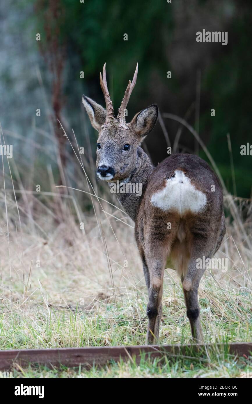 Male roe deer hi-res stock photography and images - Alamy