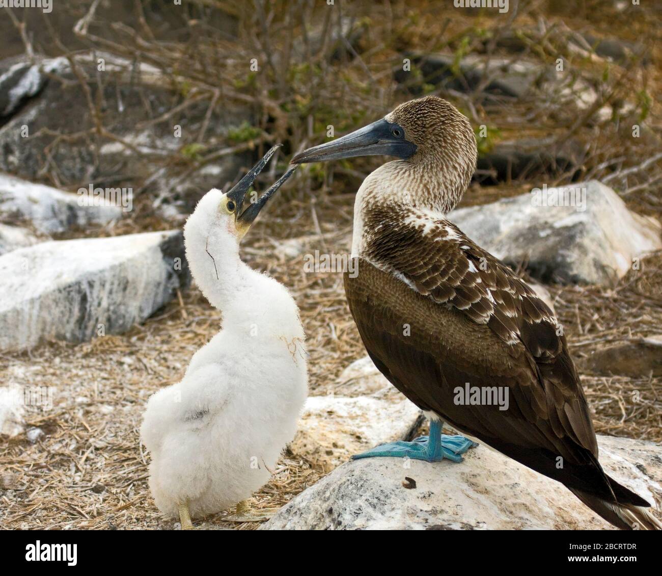 Blue-footed Booby; chick; beak open; mother; Sula nebouxii; diving seabirds; wildlife, animals, South America, Galapagos Islands, Isla Espanola; Hood Stock Photo