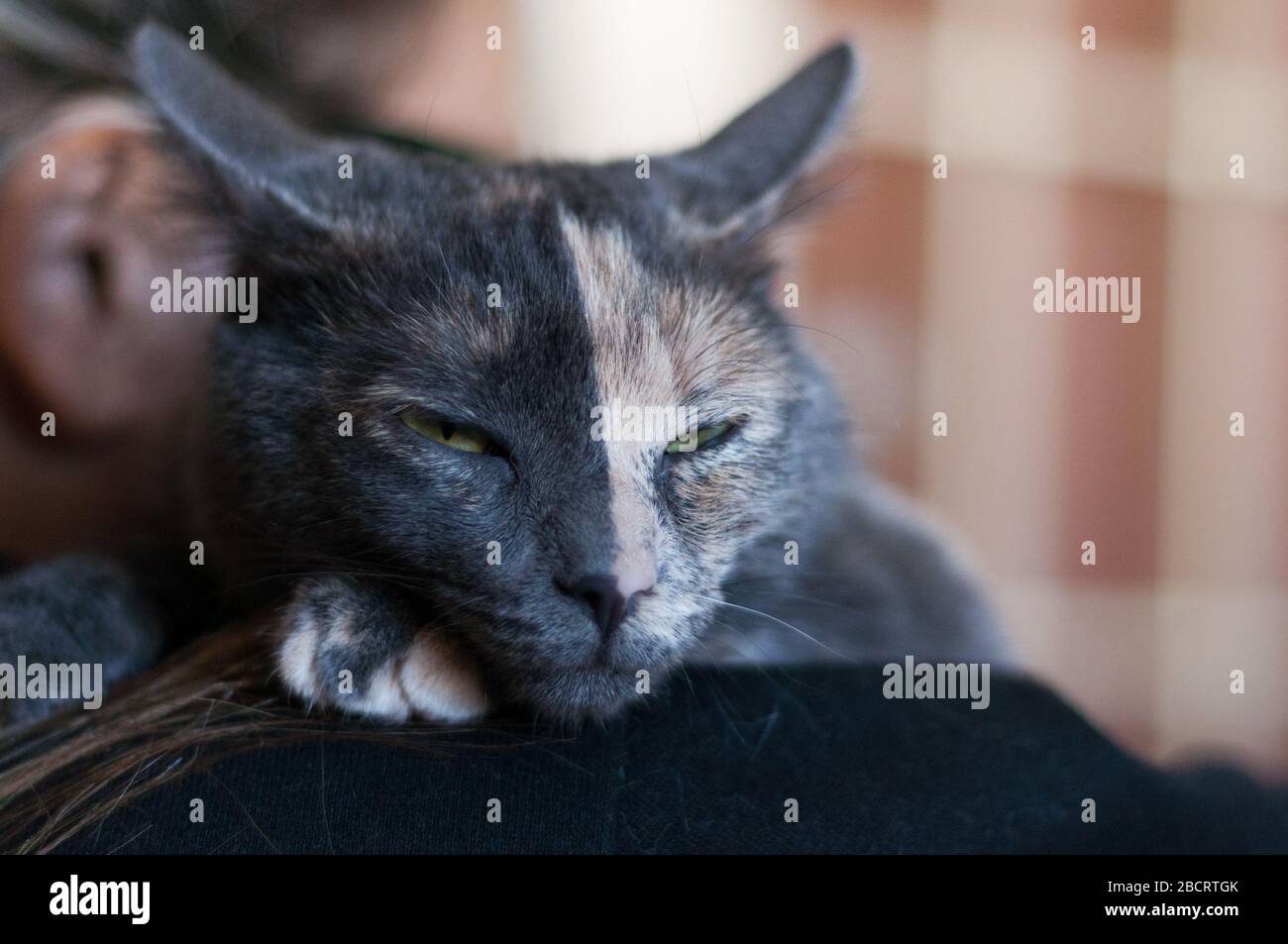 beautiful double color face female cat on the shoulder of her human Stock Photo
