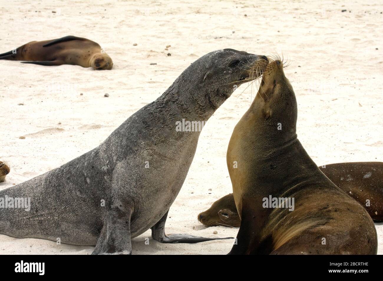 2 Galapagos Sea Lions; touching faces; sand beach; Zalophus Californianus; marine mammals; wildlife, animals, nature, South America, Galapagos Islands Stock Photo