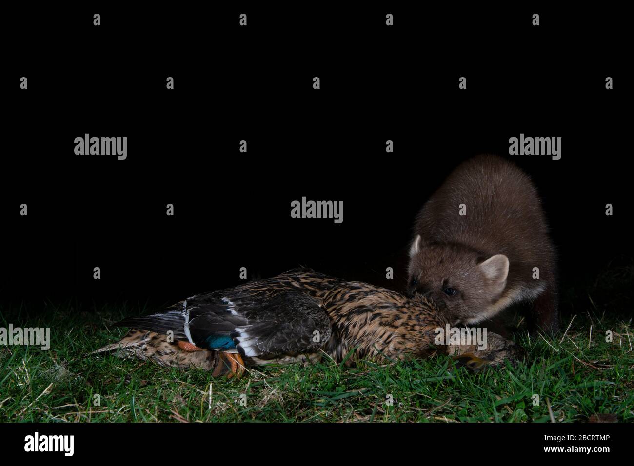 A Pine Marten scavenging a dead mallard, Kildary, Ross-shire, Scotland Stock Photo