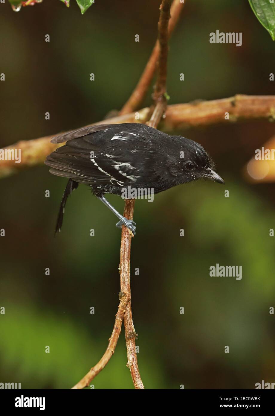 Variable Antshrike (Thamnophilus caerulescens melanochrous) adult male perched on branch in the rain  Owlet Lodge, Peru                     February Stock Photo