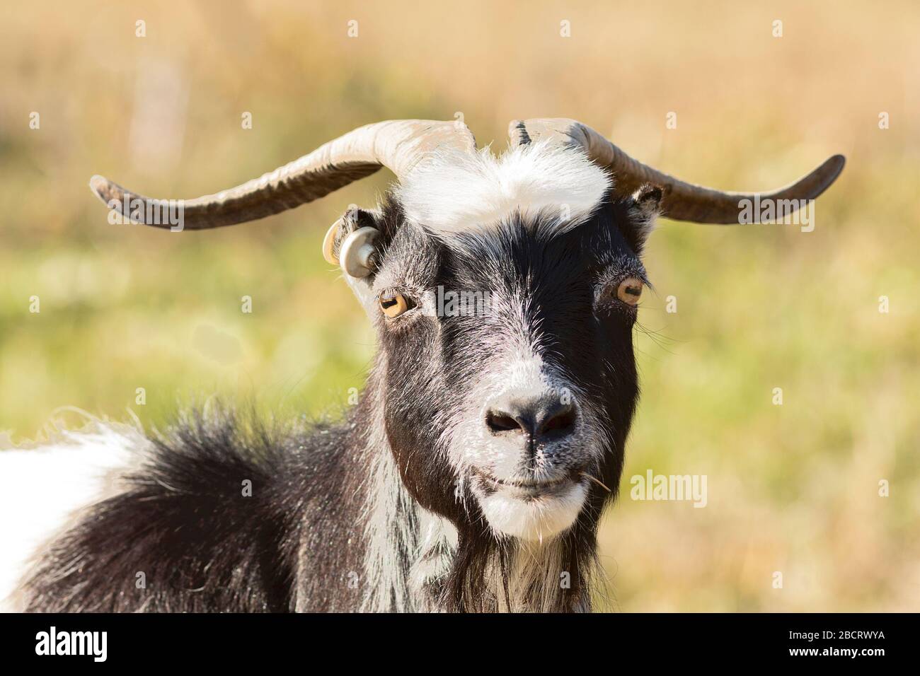 cute billy goat portrait, domestic animal looking at the camera Stock Photo