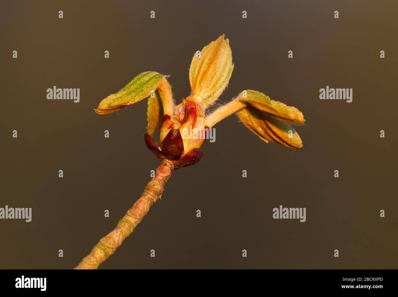 Bud of a Conker tree or Horse-chestnut in spring Stock Photo