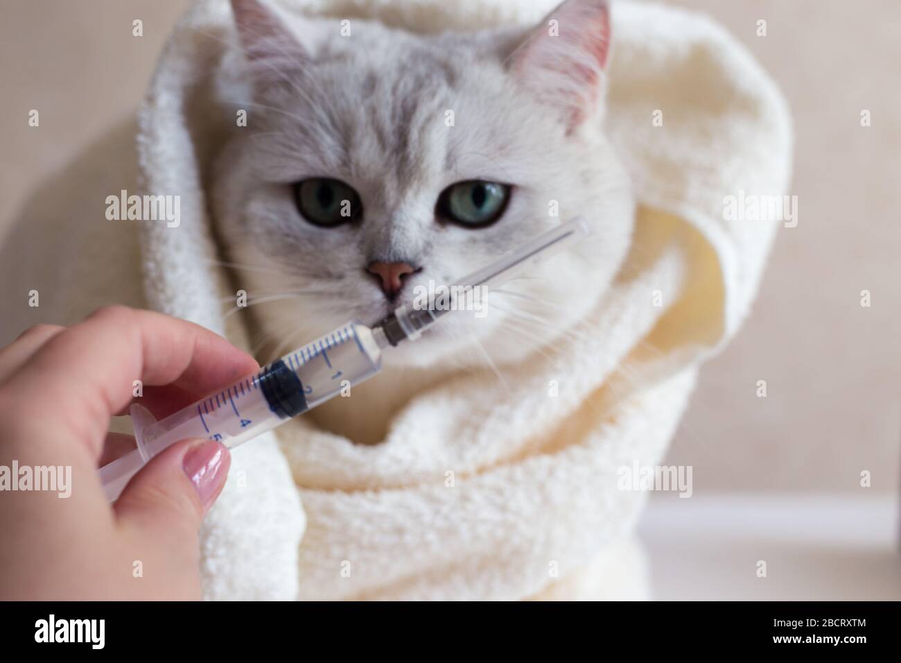 Как почистить нос кошке. Как закапывать нос коту. Как закапывать нос коту. Конъюнктивальная полость у котят. Хватка старшего для осмотра кота.