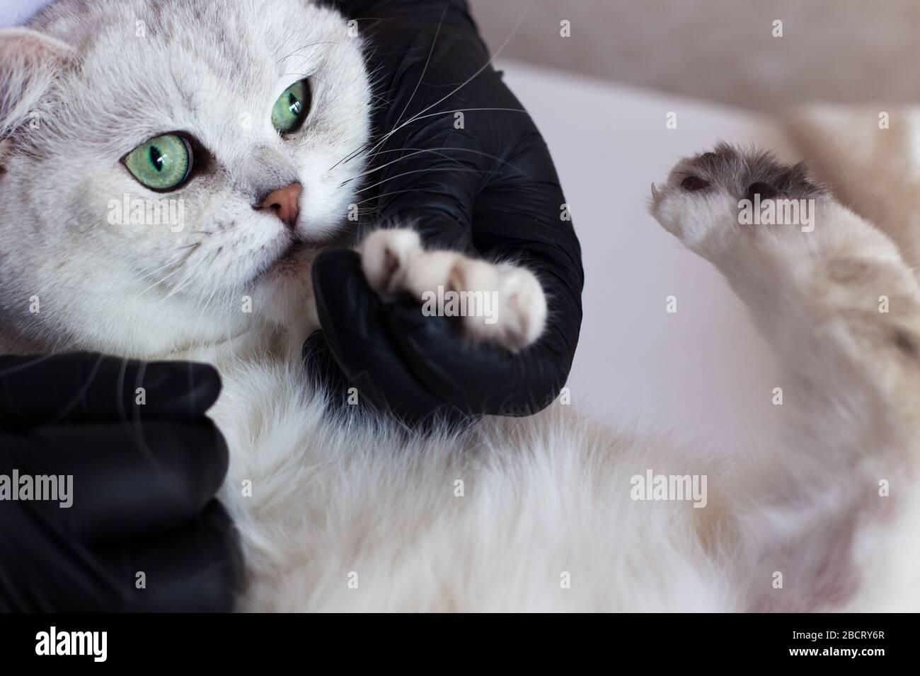 Cat grooming. A white British cat has its nails trimmed Stock Photo Alamy