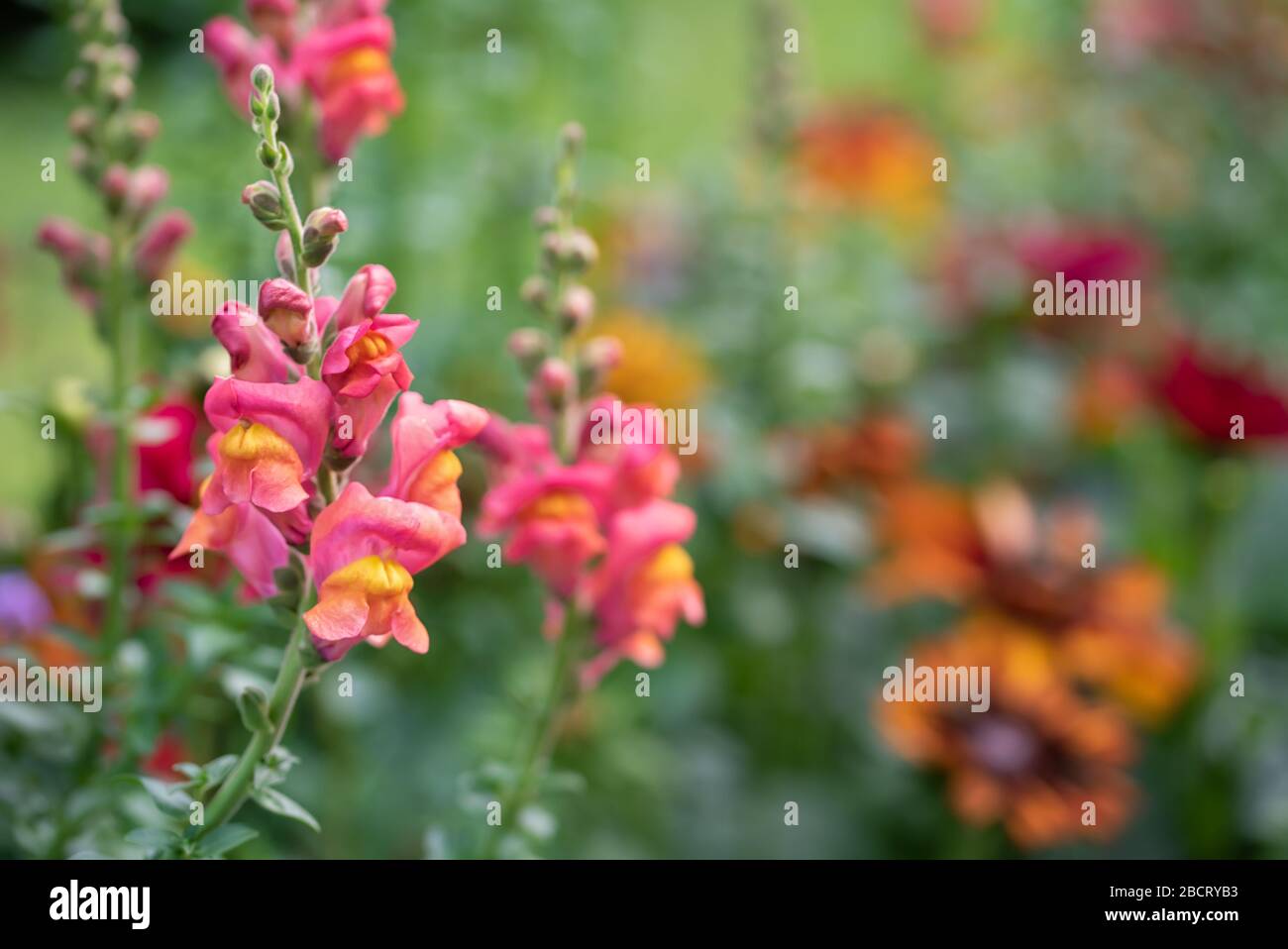 Purple flowers of antirrhinum or dragon flowers or snapdragons in a green flowers garden Stock Photo