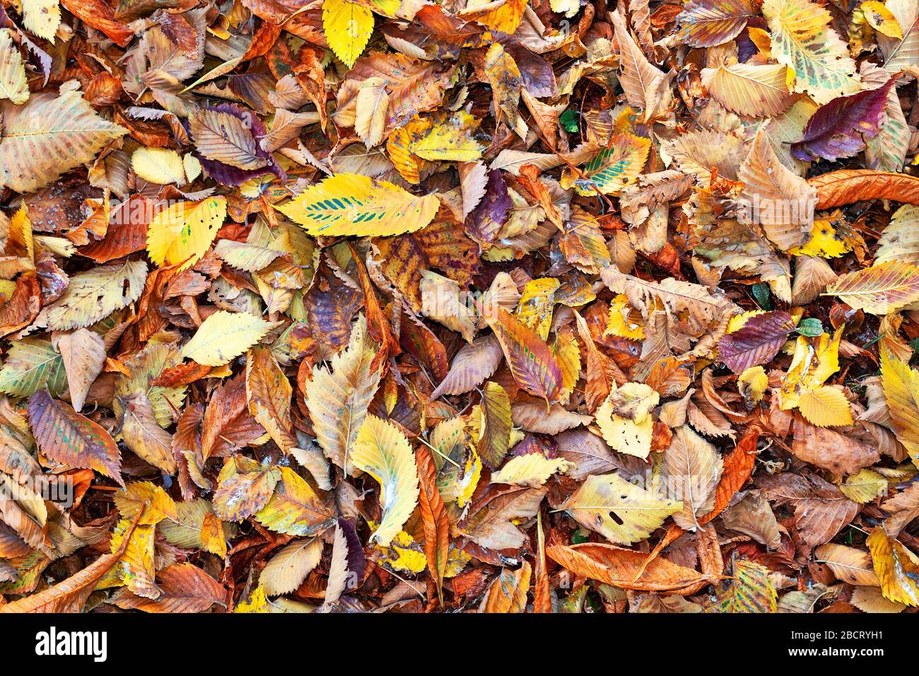 Textured green and gold leaves hi-res stock photography and images - Alamy