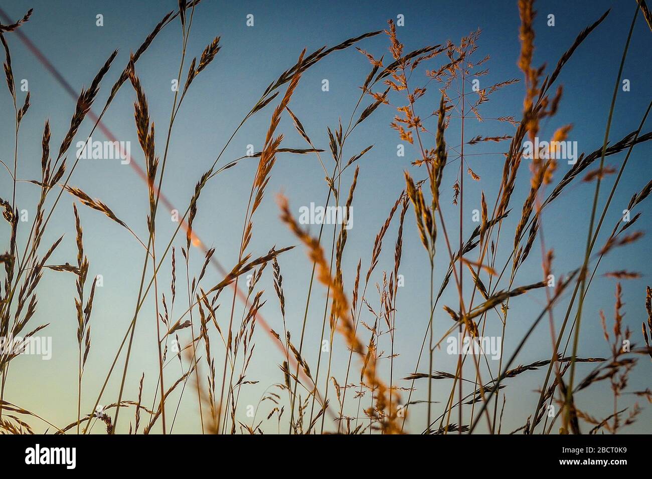 Grasses swaying in the evening breeze Stock Photo