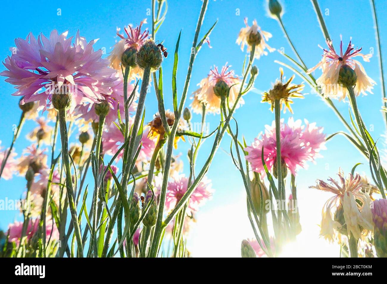 Pastel coloured cornflowers on a bright, sunny day Stock Photo