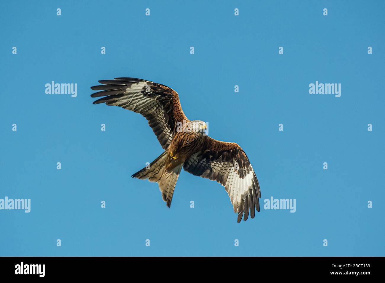 Aguila real hi-res stock photography and images - Page 2 - Alamy
