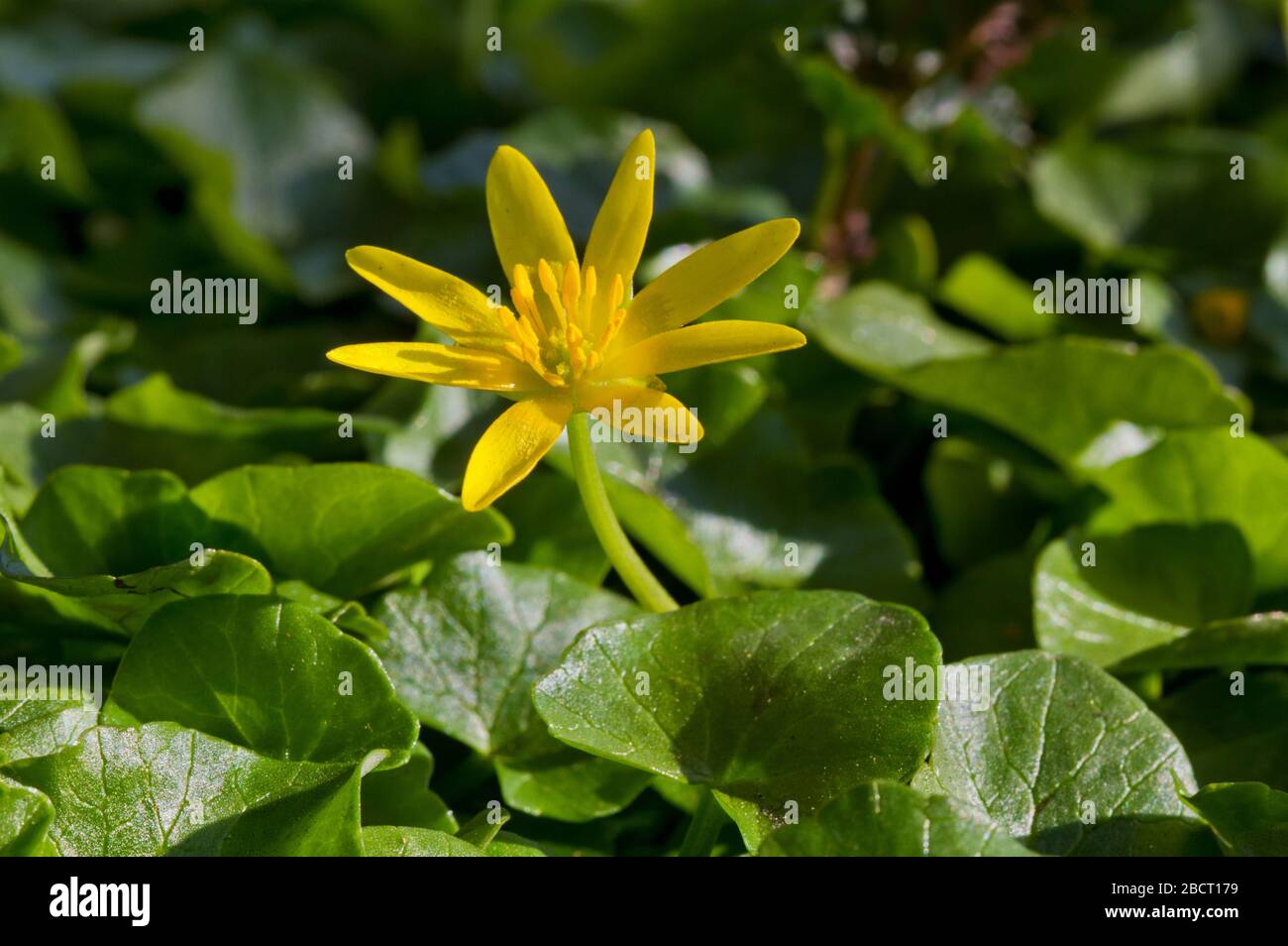 Lesser celandine, a beautiful yellow flower in early spring Stock Photo