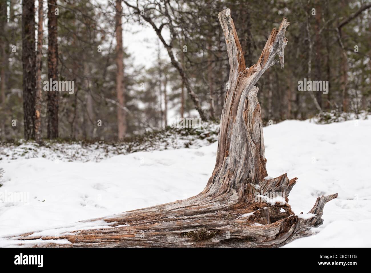 Snag canada cold hi-res stock photography and images - Alamy