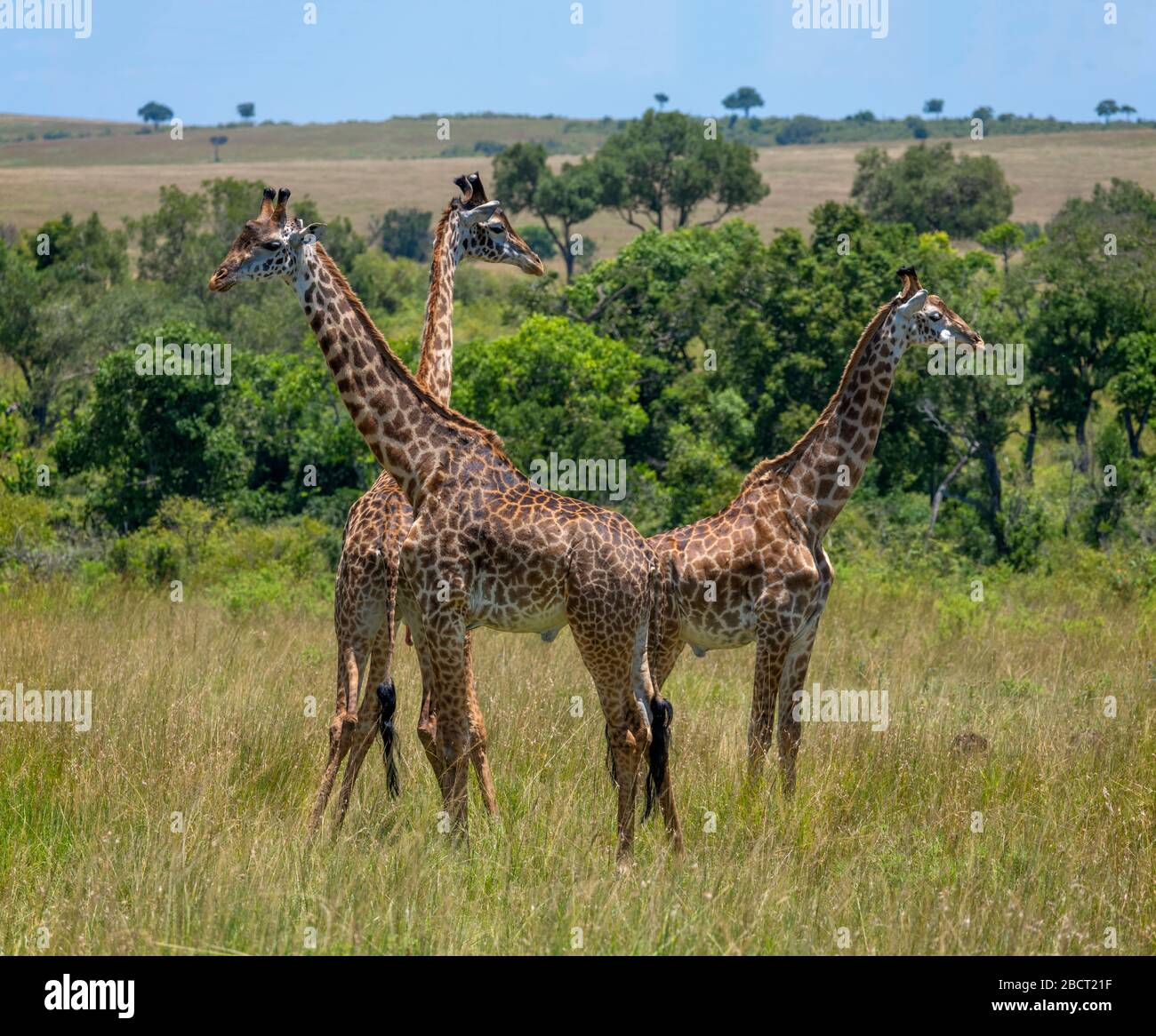 Maasai Mara Trees High Resolution Stock Photography And Images Alamy Maasai Mara Trees High Resolution Stock Photography And Images Alamy