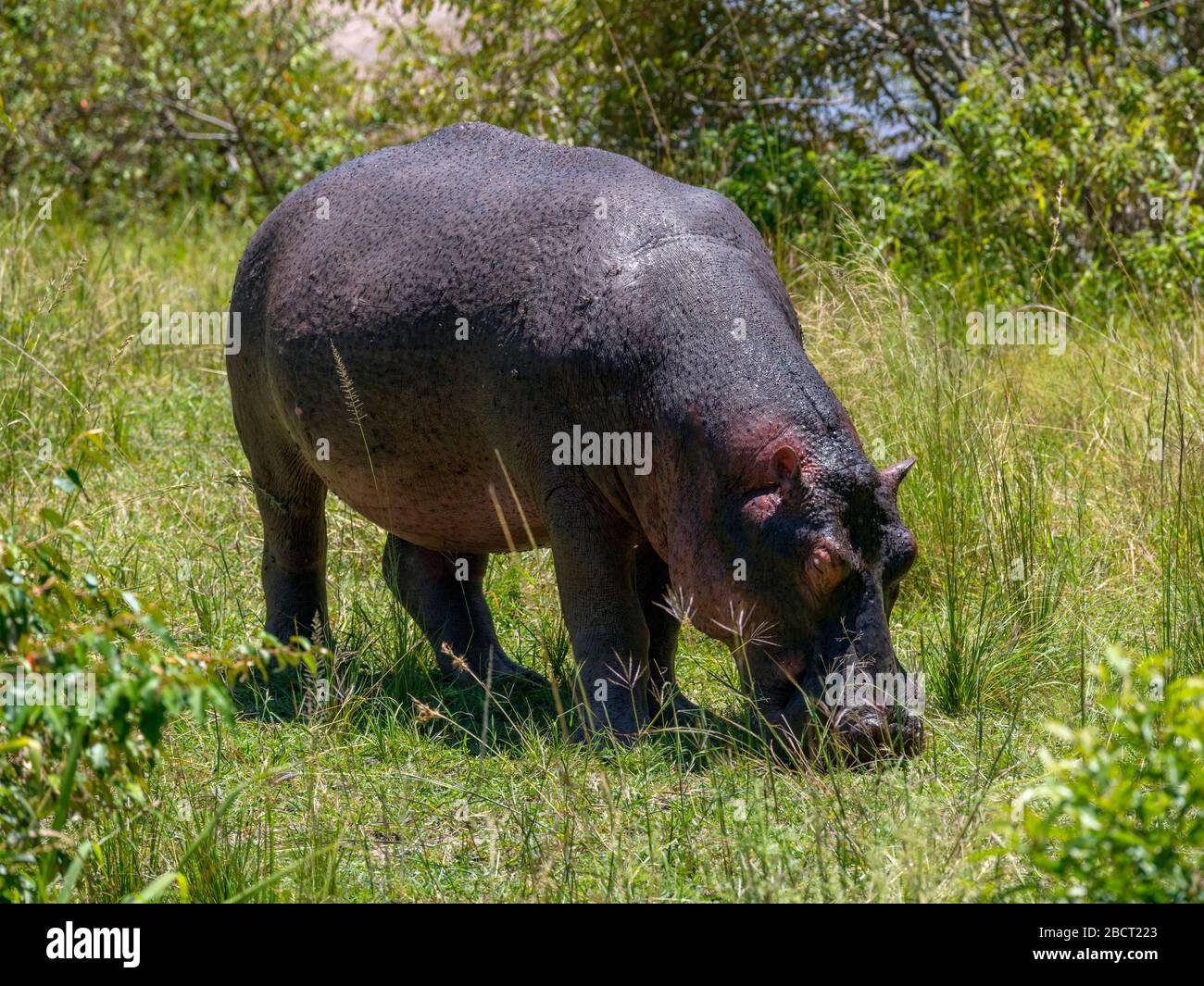 Common hippopotamus (Hippopotamus amphibius). Hippo grazing by the Mara River, Mara Triangle, Masai Mara National Reserve, Kenya, East Africa Stock Photo