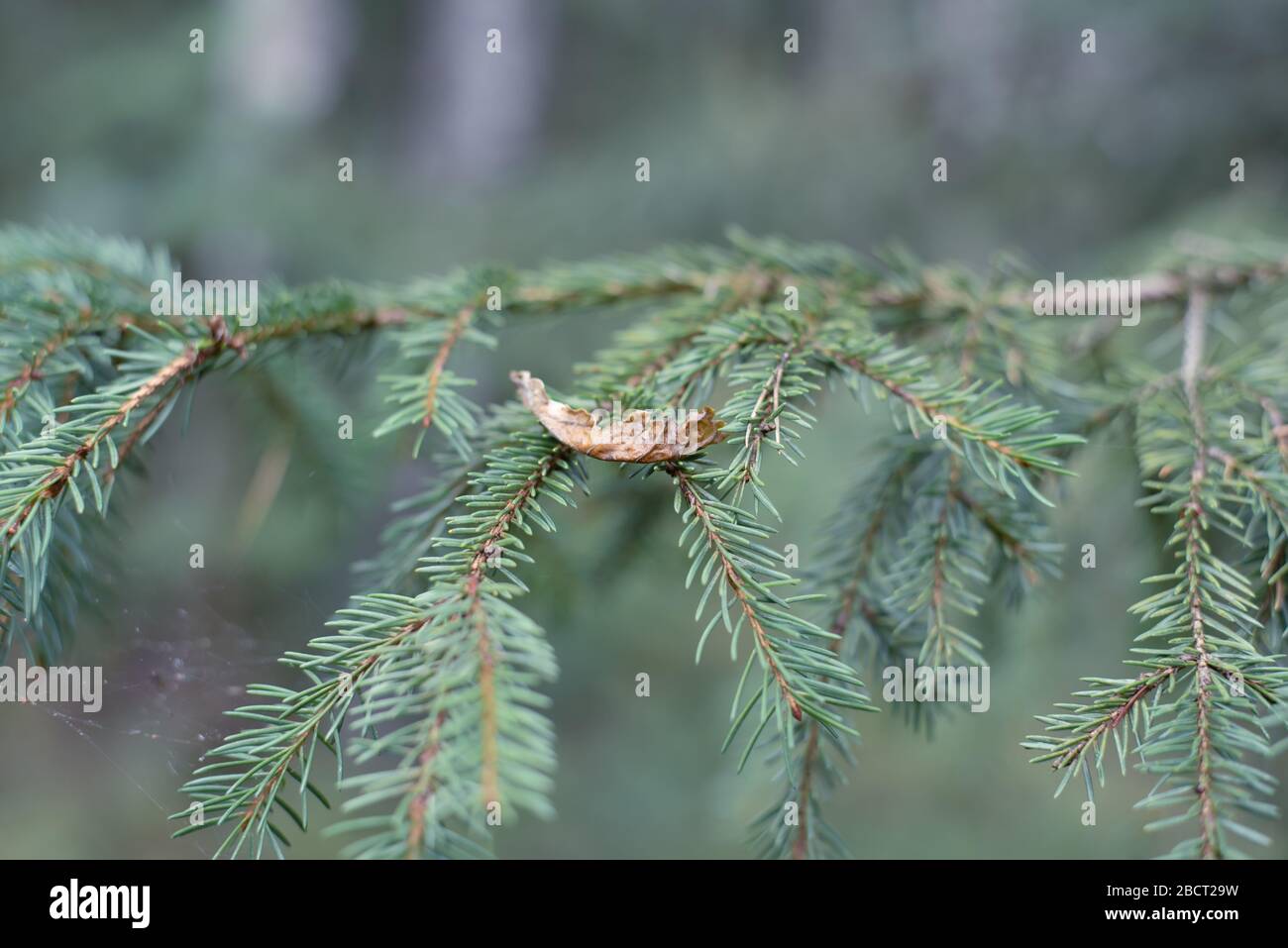 Closeup of branch with short pine needles and leaf on them Stock Photo