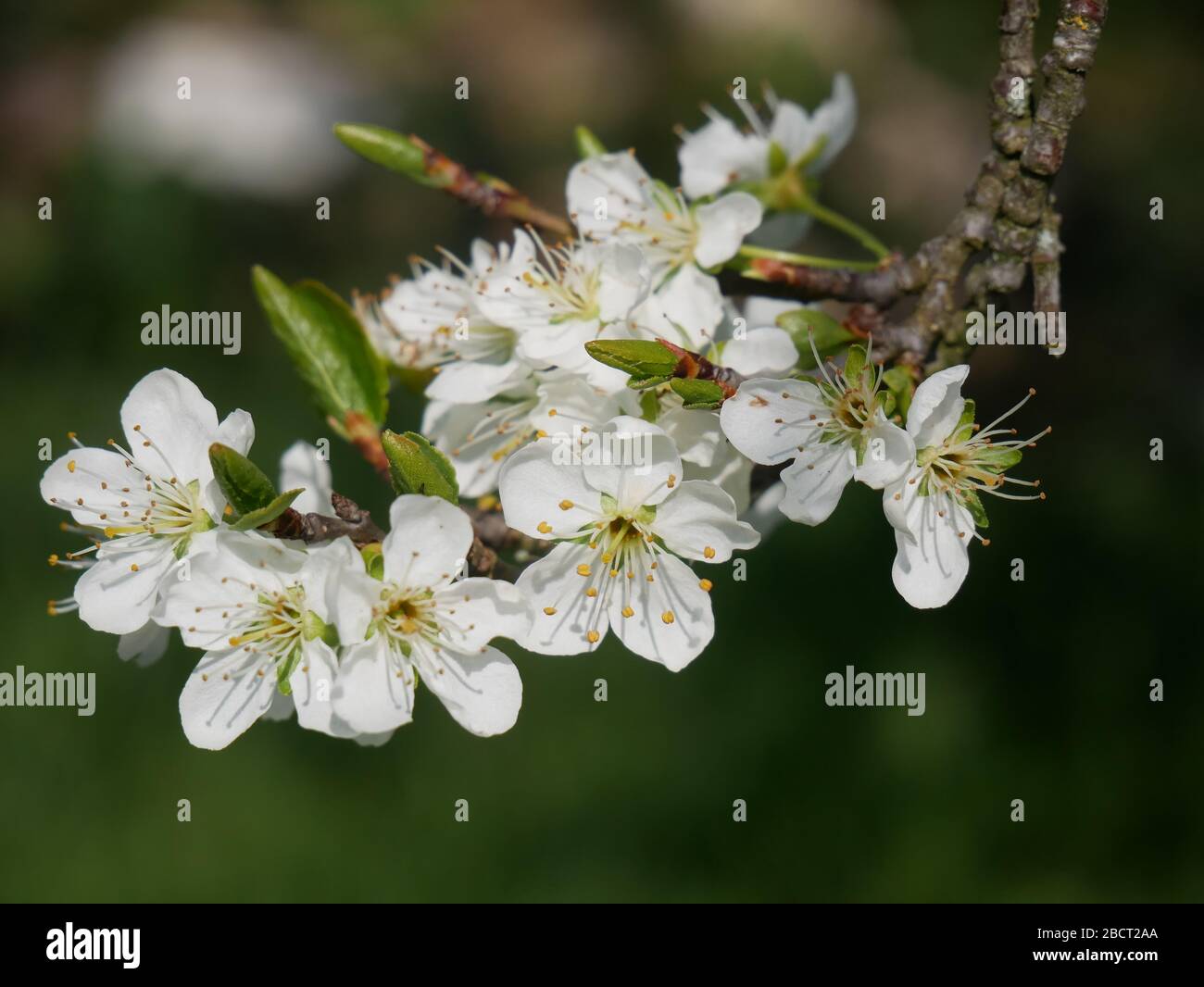Close-up of hawthorn blossom Stock Photo