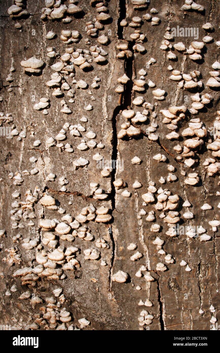 Wood disease, problematic infection of tree bark Stock Photo
