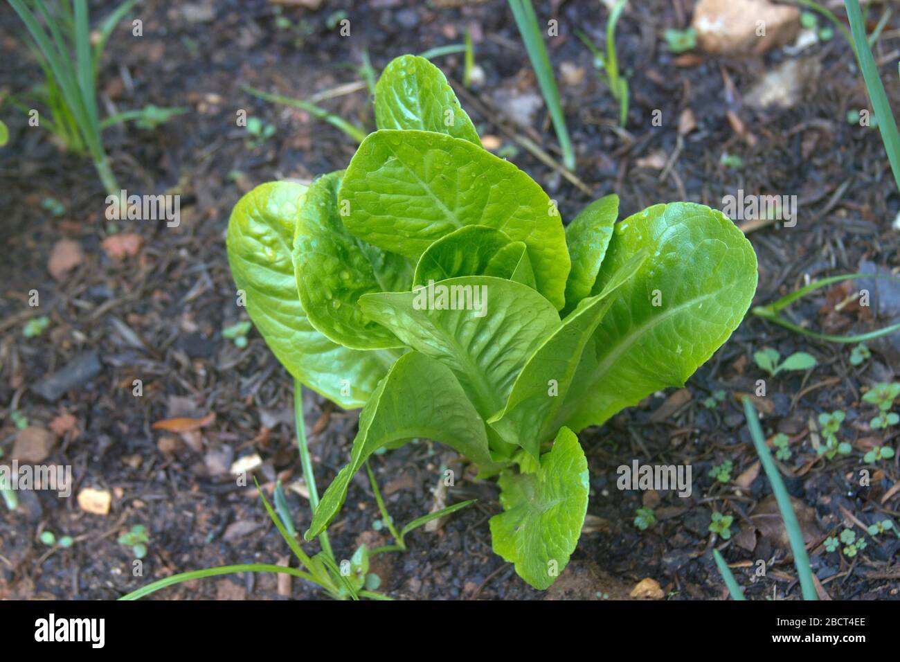 Companion plants hires stock photography and images Alamy