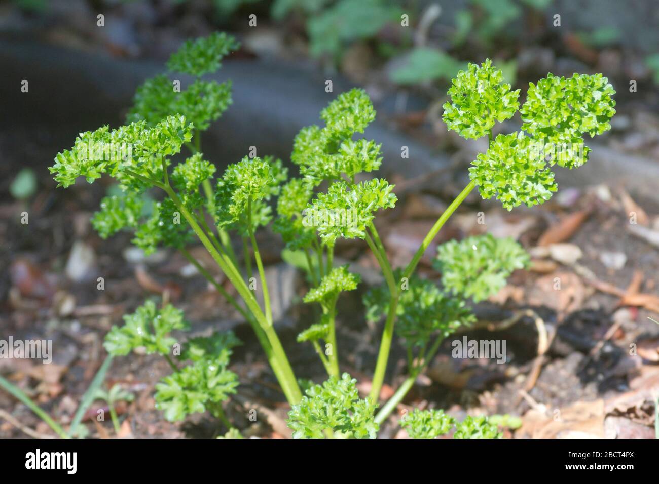 Close up a curly parsley growing in a summer herb garden Stock Photo