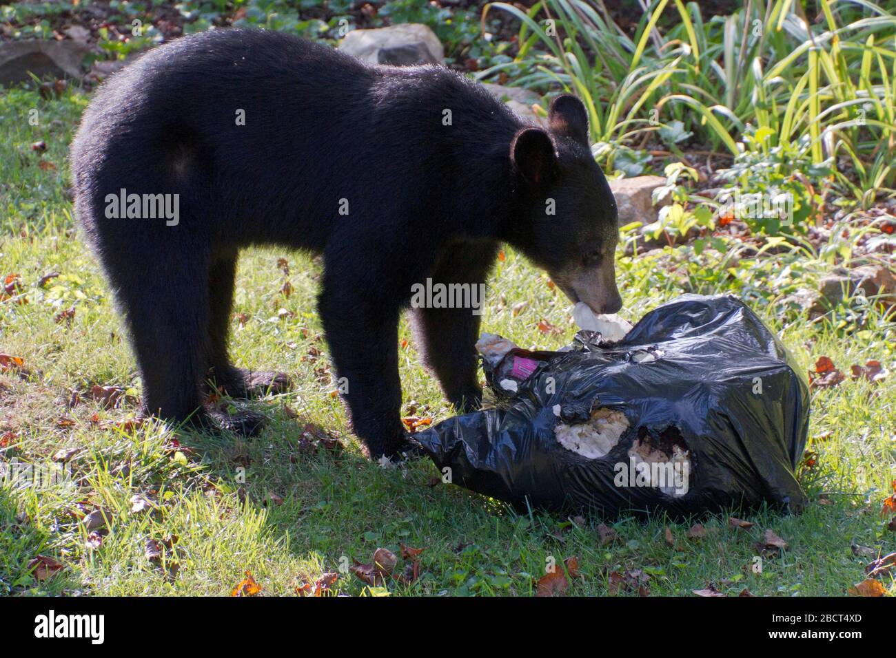 A scavaging black bear eats garbage out of a stolen trash bag on a neighborhood lawn on a sunny summer day Stock Photo