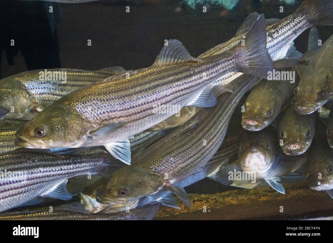 A crowded, underwater school of curious striped bass with shiny scales swim  by Stock Photo - Alamy