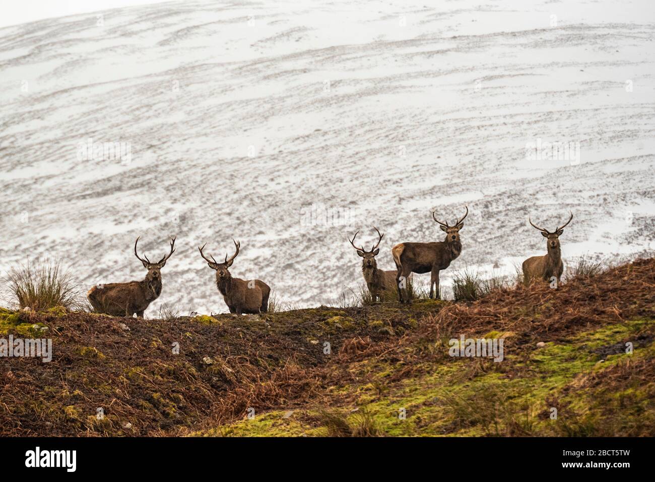 Scottish red deer on the snowy surrounding, Highlands, Scotland Stock Photo