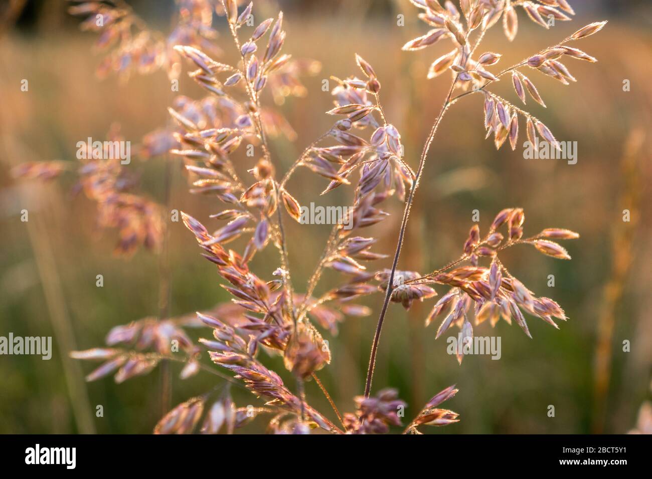 Grasses in a field meadow Stock Photo