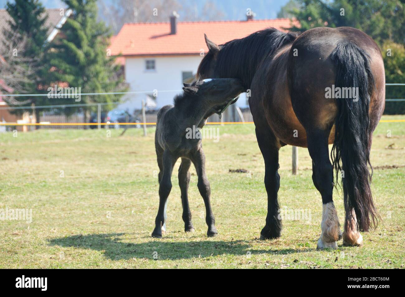 Horse with foal Stock Photo
