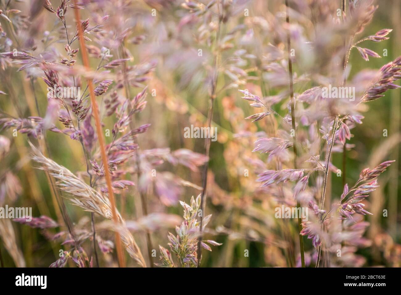 Grasses in a field meadow Stock Photo