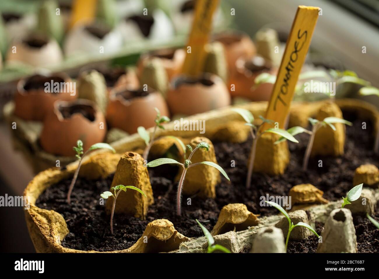 Tomato and bell pepper seeds germinated in the paper egg boxes and eggshells on the window sill at home Stock Photo