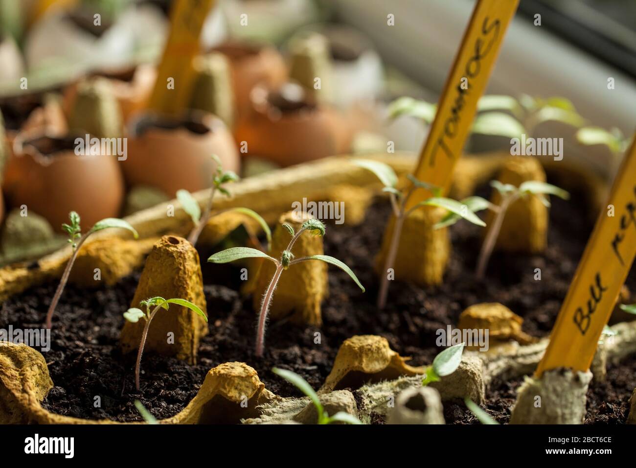 Tomato and bell pepper seeds germinated in the paper egg boxes and eggshells on the window sill at home Stock Photo